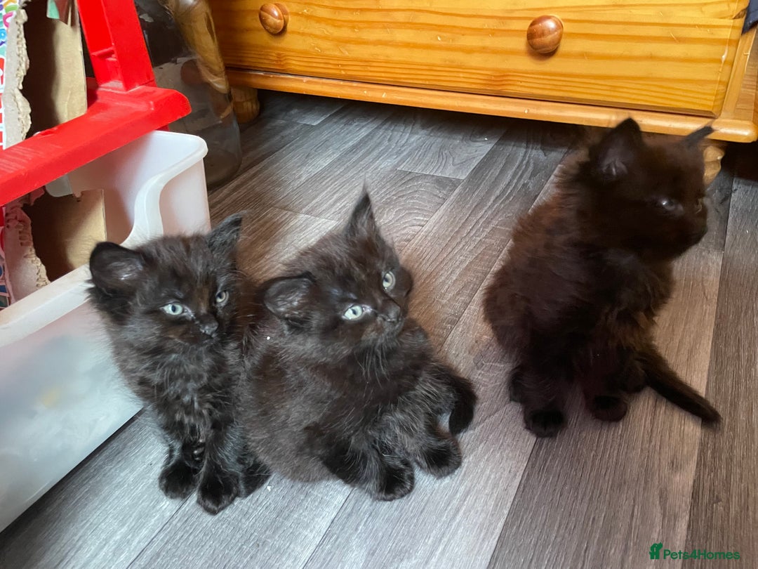 Mixed Breed cats for sale: Only 2 fluffy female black kittens left - Image 7