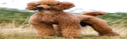 Standard Poodle dogs for sale: Apricot Standard Poodle Puppies  in Badminton - Advert 5