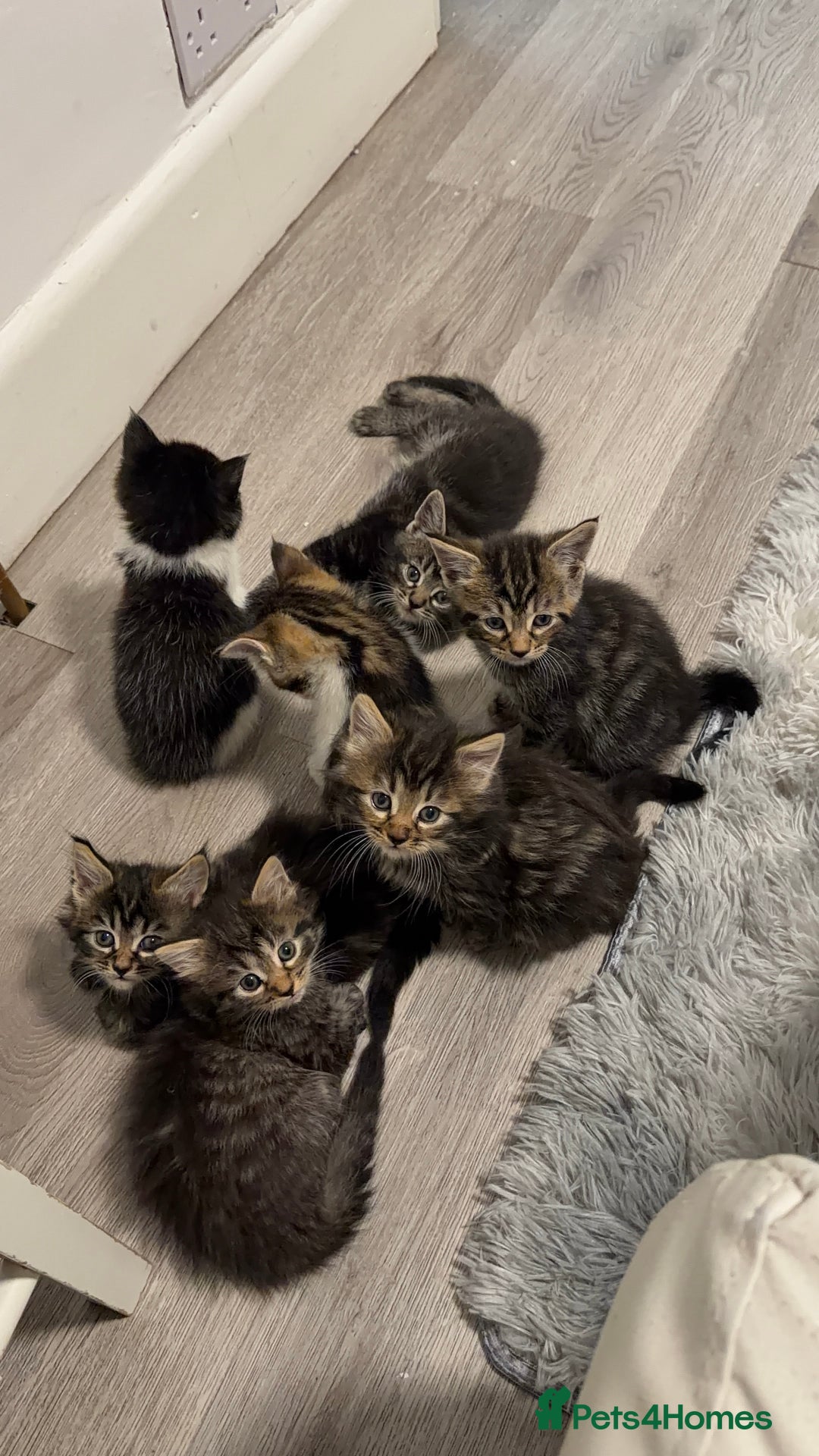 Mixed Breed cats for sale: 7 Adorable Kittens Looking for Loving Homes - Advert 6