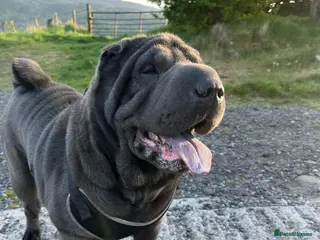 Shar Pei dogs Two beautiful Blue Shar Pei puppies (Male) - Advert 11