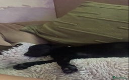 Mixed Breed dogs for sale: Cockerjack puppy for sale.  - Image 4