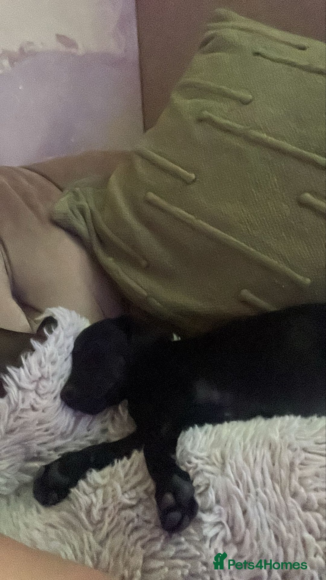 Mixed Breed dogs for sale: Cockerjack puppy for sale.  - Image 4