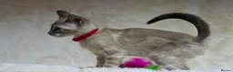 Bengal cats for sale: Ready to Leave TICA Registered Snow Bengal Girl  - Advert 8