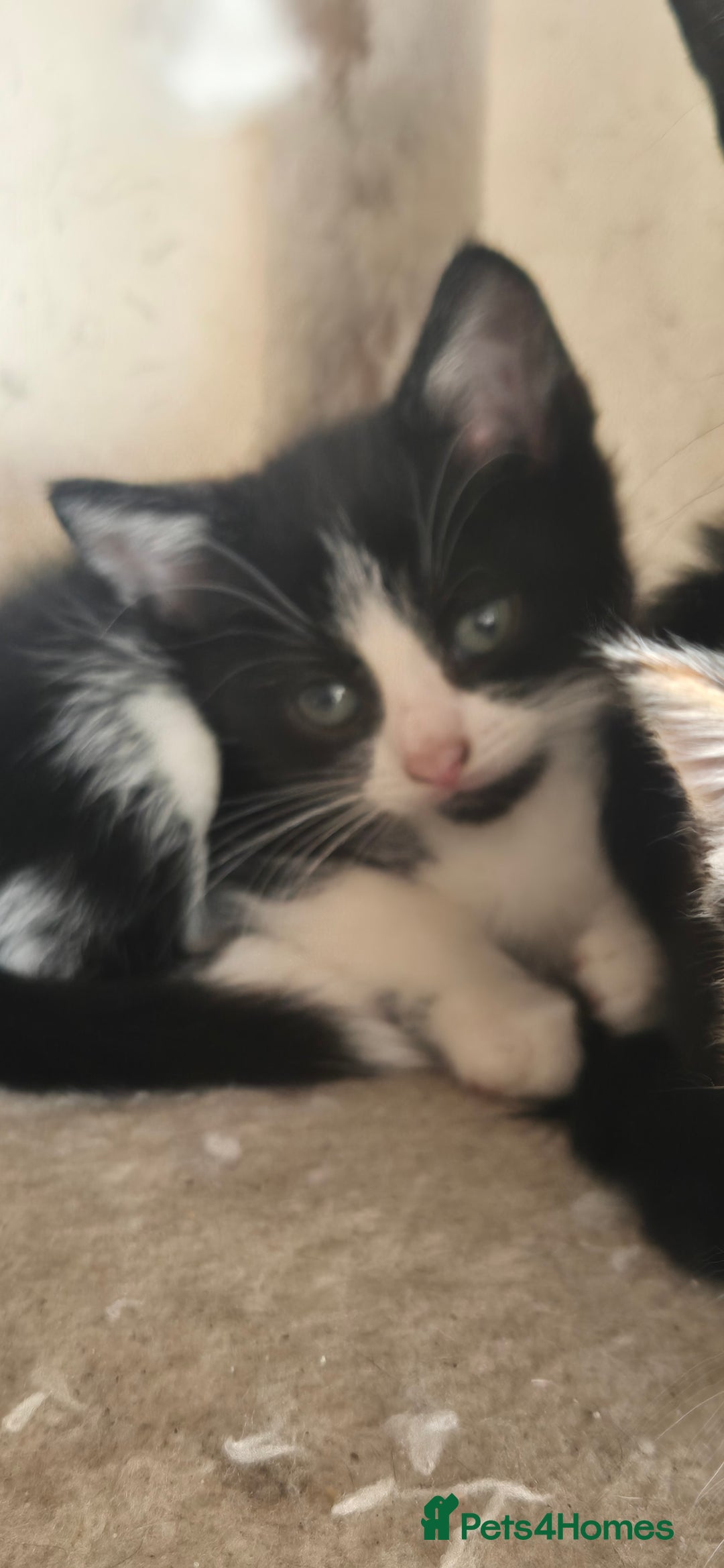 Mixed Breed cats for sale: Kittens  - Image 7