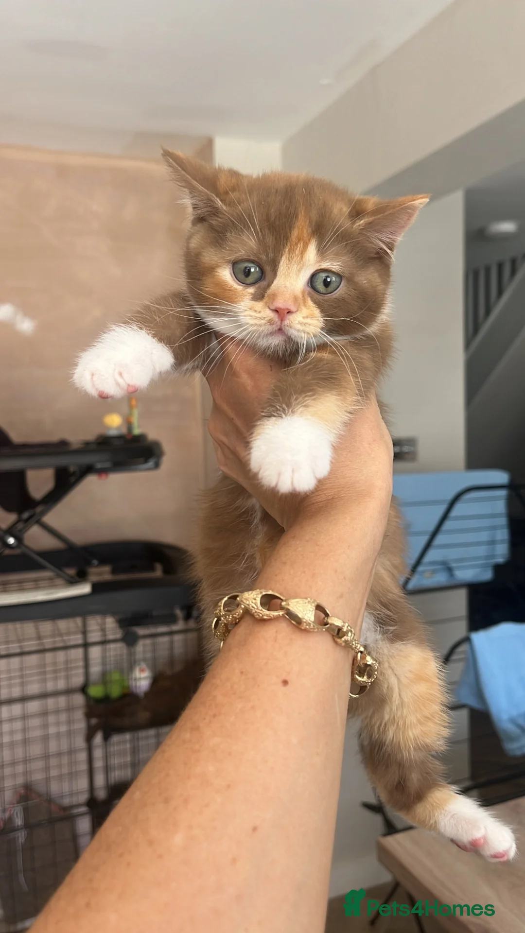 British Shorthair cats for sale: chunky cinnamon girl available active or non  - Advert 1