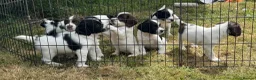 English Springer Spaniel dogs for sale: KC REG ENGLISH SPRINGER SPANIELS - Advert 6