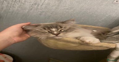 Ragdoll cats - Advert 10