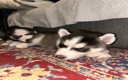 Siberian Husky dogs for sale: Siberian husky puppies  - Image 11