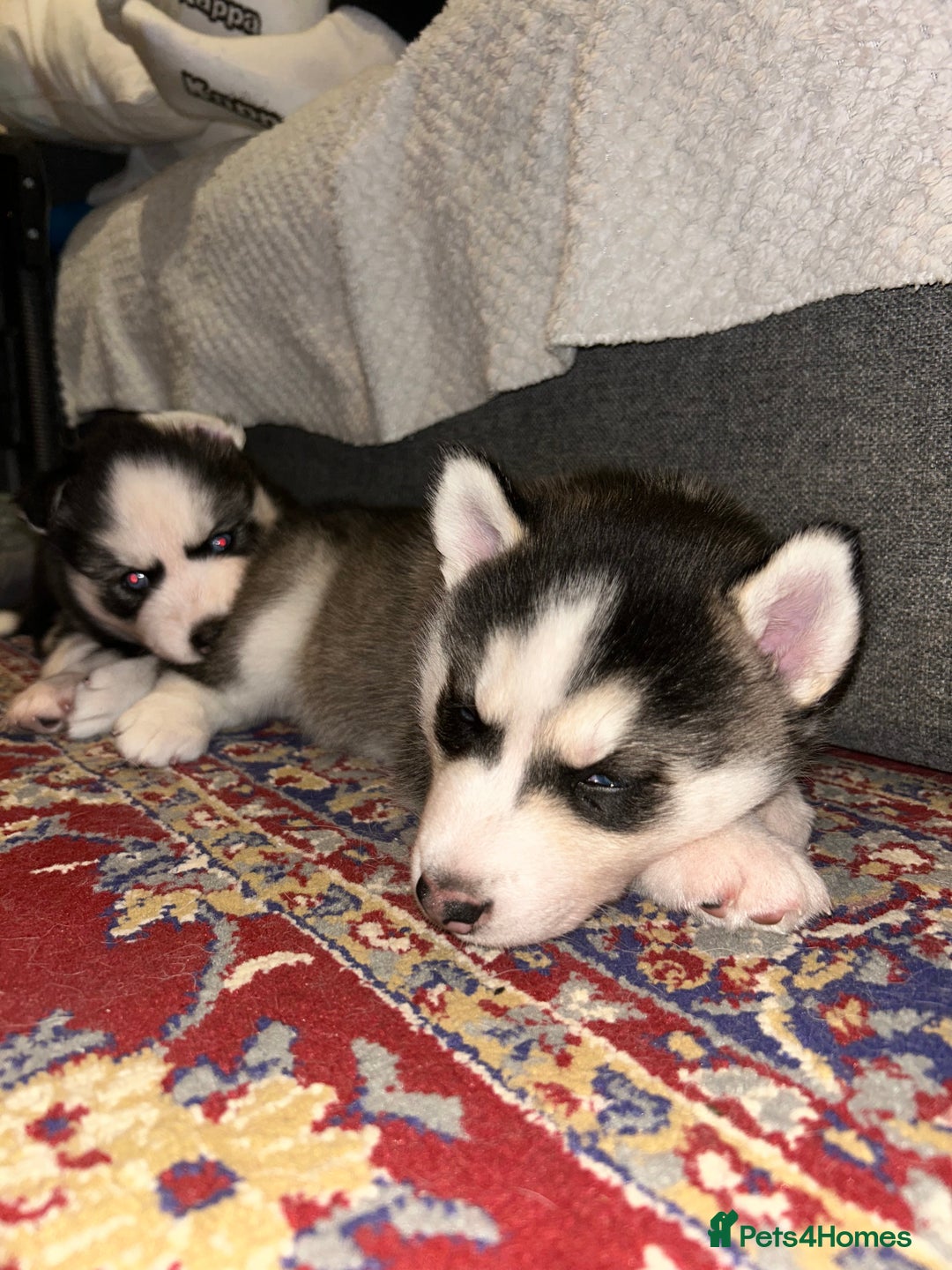 Siberian Husky dogs for sale: Siberian husky puppies  - Image 11