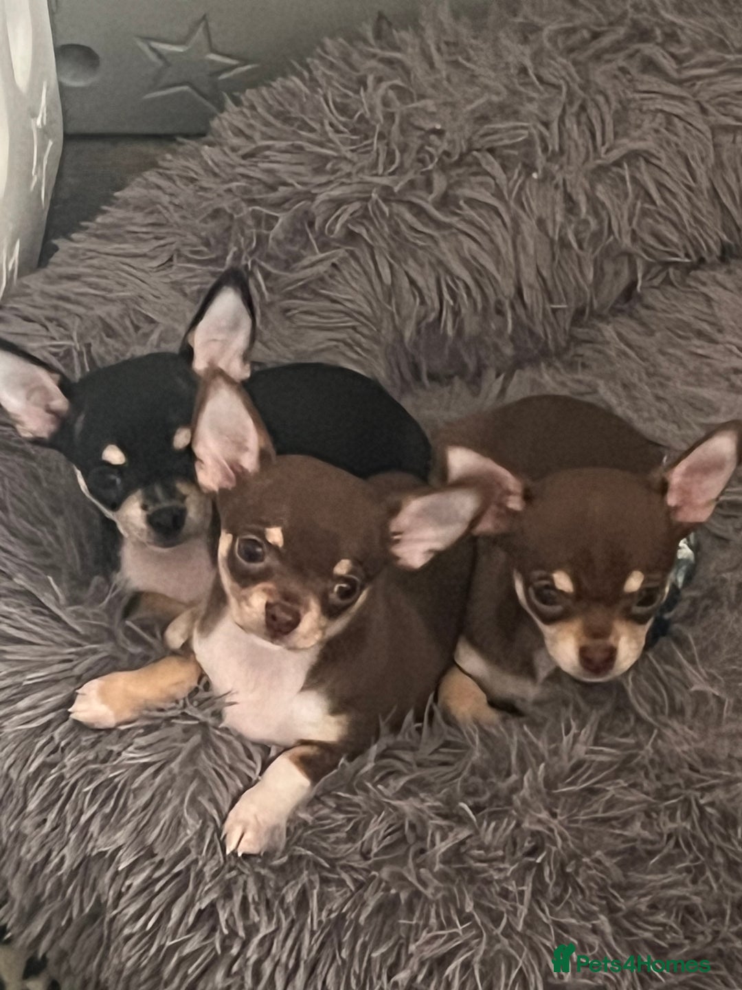 Chihuahua dogs for stud: Blue n tan small chihuahua stud carrying chocolate in Harpenden - Advert 17