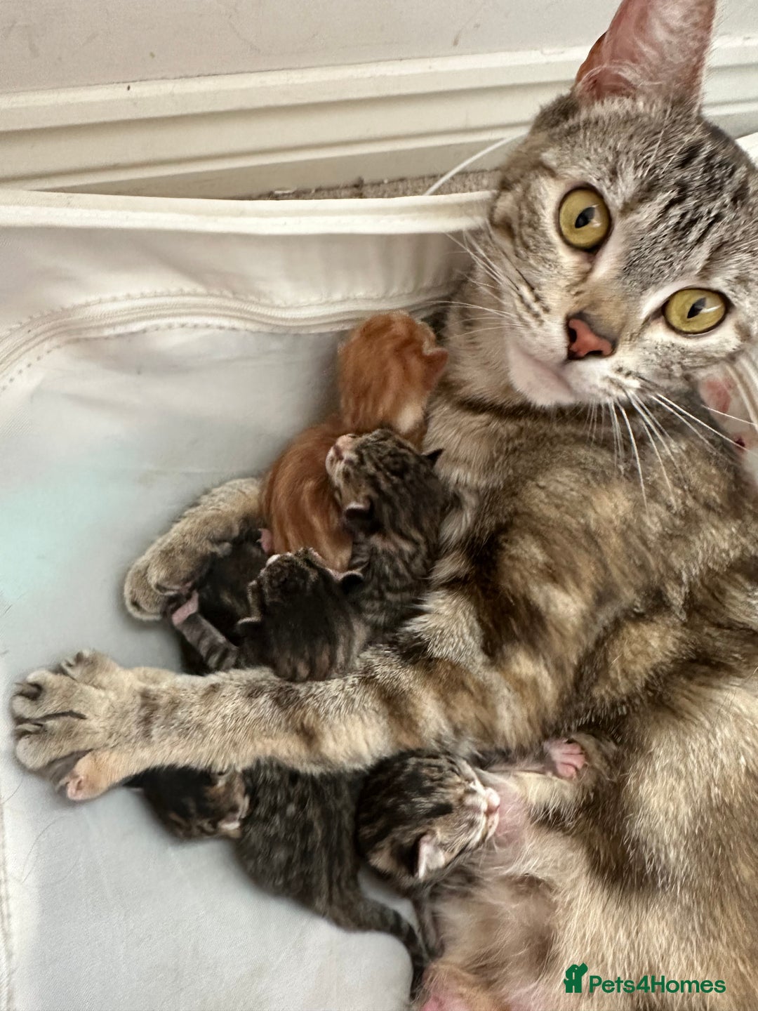 Mixed Breed cats for sale: Beautiful kittens - Image 24