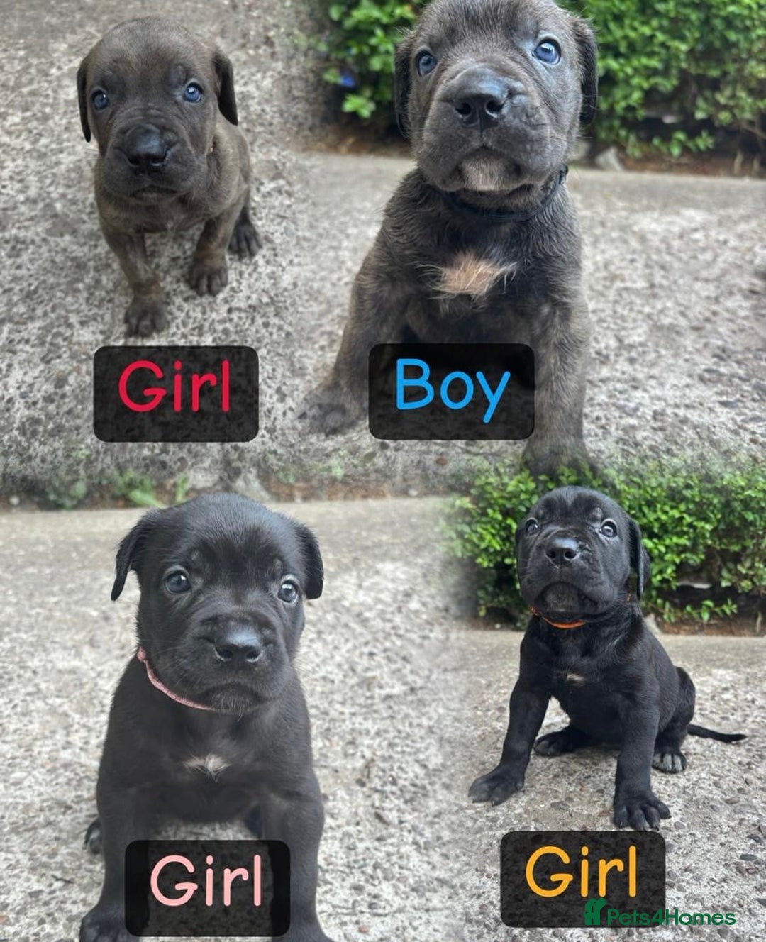 Cane Corso dogs for sale: 4 Cane corso puppy’s  - Image 1