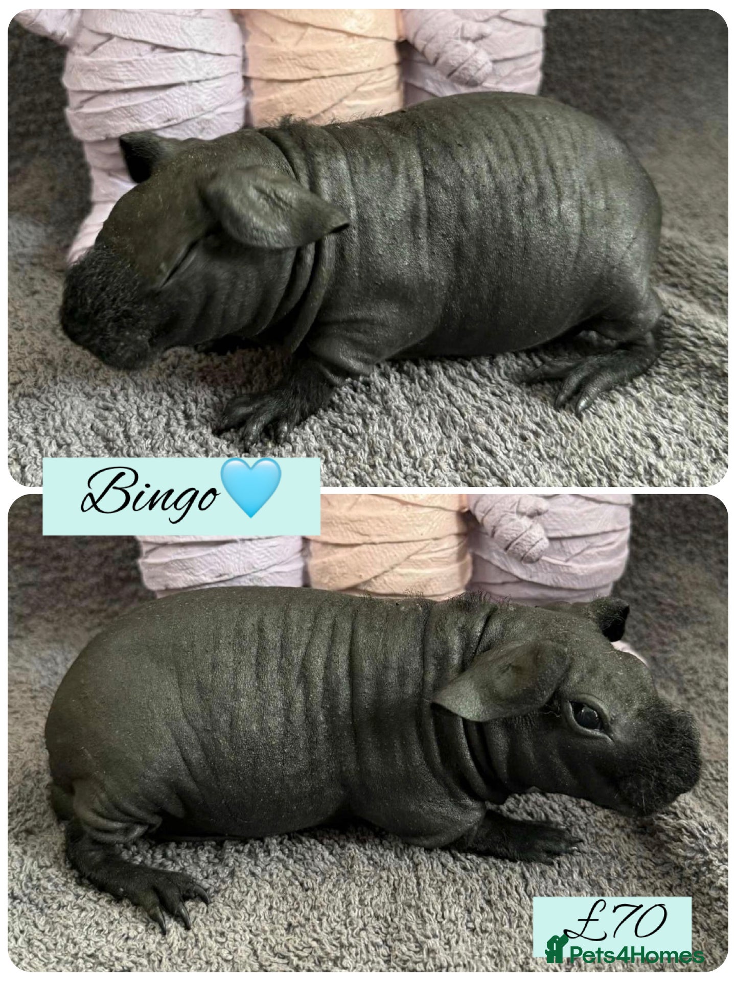 Guinea Pig rodents Skinny pigs  - Advert 11