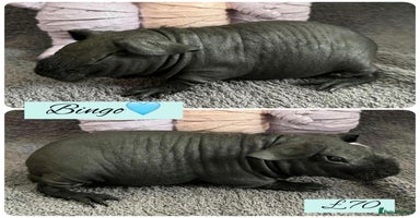 Guinea Pig rodents - Advert 14