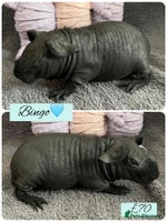 Guinea Pig rodents - Advert 14