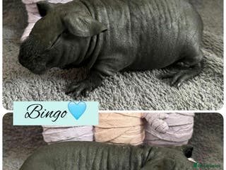Guinea Pig rodents for sale: Skinny pigs - Advert 1