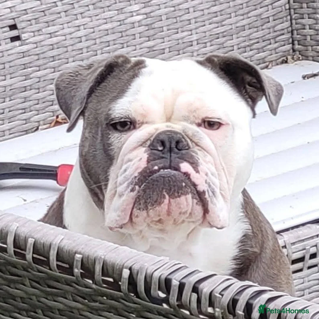 Olde English Bulldogge dogs for sale: 2 years old English bulldog - Advert 5