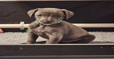 Whippet dogs - Advert 13