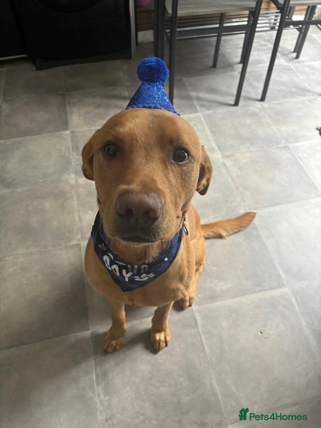 Labrador Retriever dogs for stud: Fox red lab for stud - proven - Advert 7