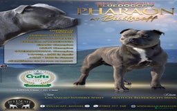 Staffordshire Bull Terrier dogs for sale: Blue Staffordshire Bull Terrier KC registered - Image 3