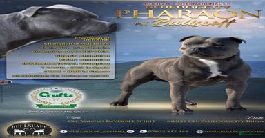 Staffordshire Bull Terrier dogs - Advert 10