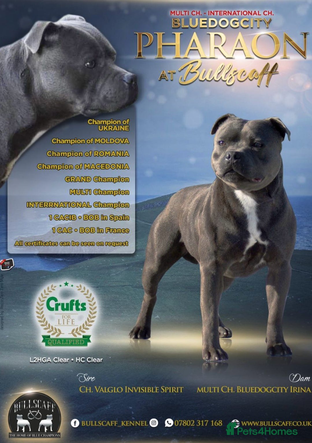 Staffordshire Bull Terrier dogs for sale: Blue Staffordshire Bull Terrier KC registered - Image 3
