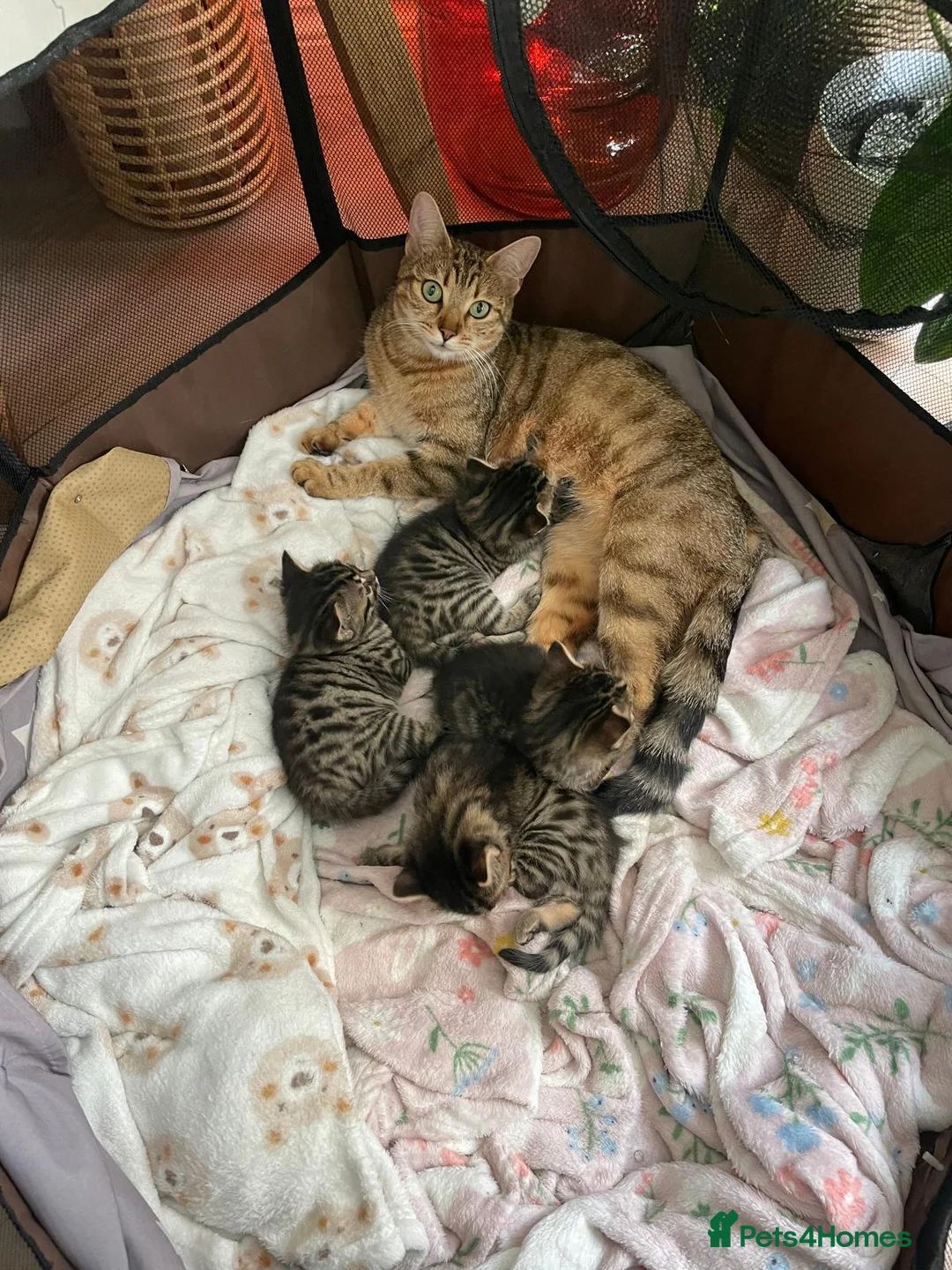 Bengal cats for sale: 1/3 bangle mix breed  - Advert 2