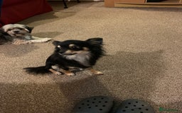 Mixed Breed dogs for sale: Lhasa apso x chihuahua pups  - Image 2