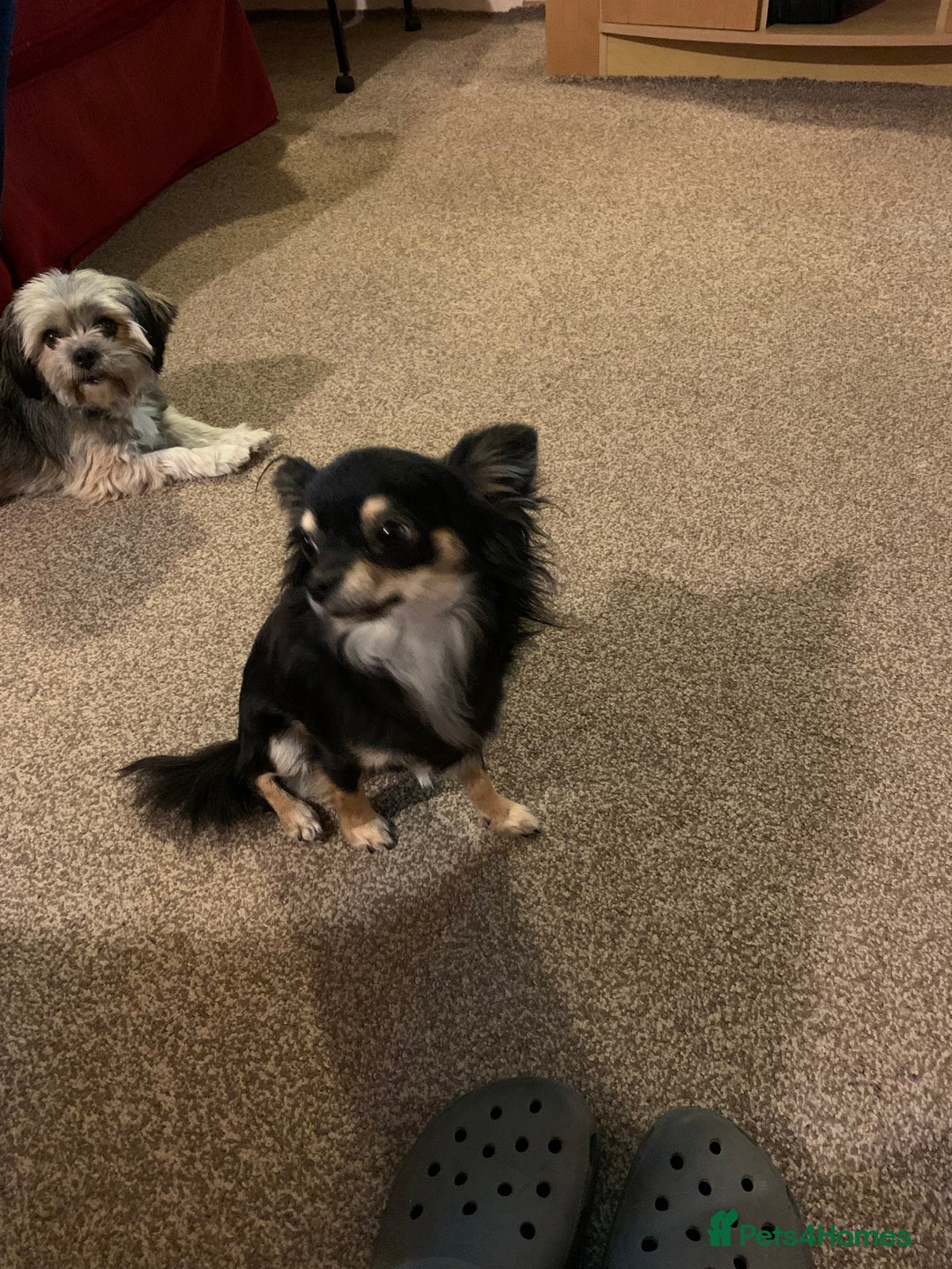 Mixed Breed dogs for sale: Lhasa apso x chihuahua pups  - Image 2