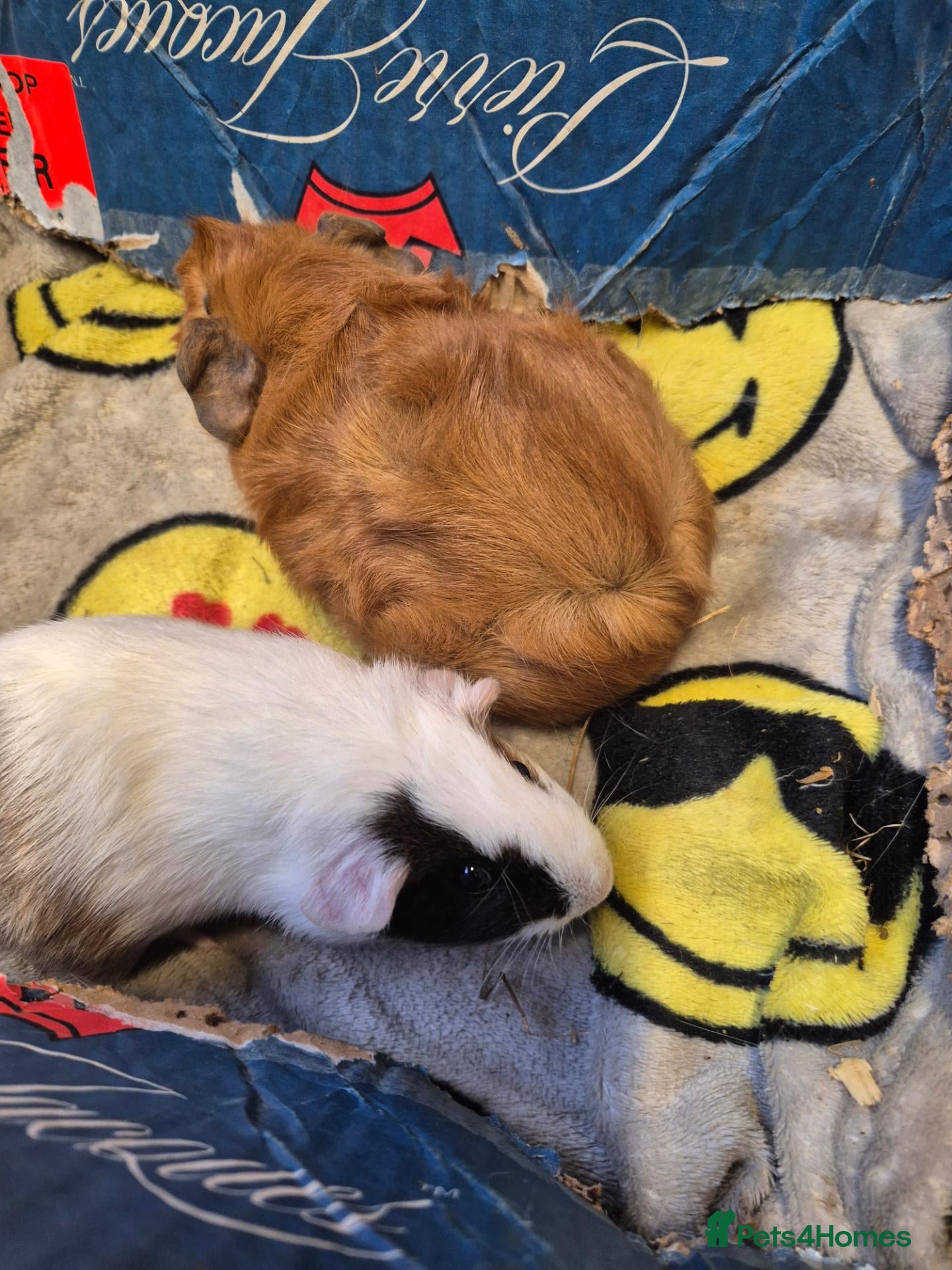 Guinea Pig rodents Pair of Baby Male Guinea Pigs For Sale  - Advert 2