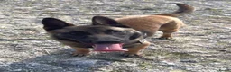 Belgian Shepherd Dog dogs for sale: Belgian malinois  - Advert 22