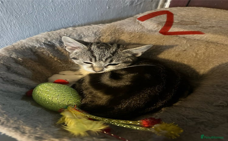 Mixed Breed cats - Advert 12
