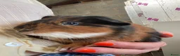 Guinea Pig rodents for sale: 3 male guinea pigs for sale - Advert 1
