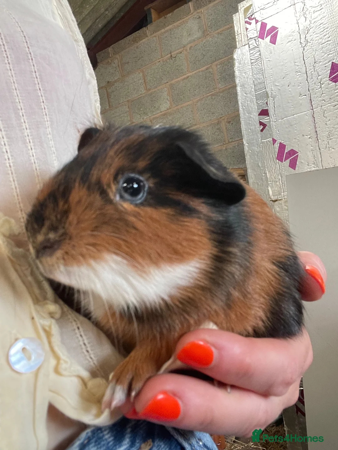 Guinea Pig rodents for sale: 3 male guinea pigs for sale - Advert 1