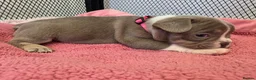 French Bulldog dogs for sale: Open for offer  French Bulldog with papers - Advert 14