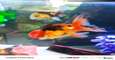 Fancy Goldfish fish - Advert 14