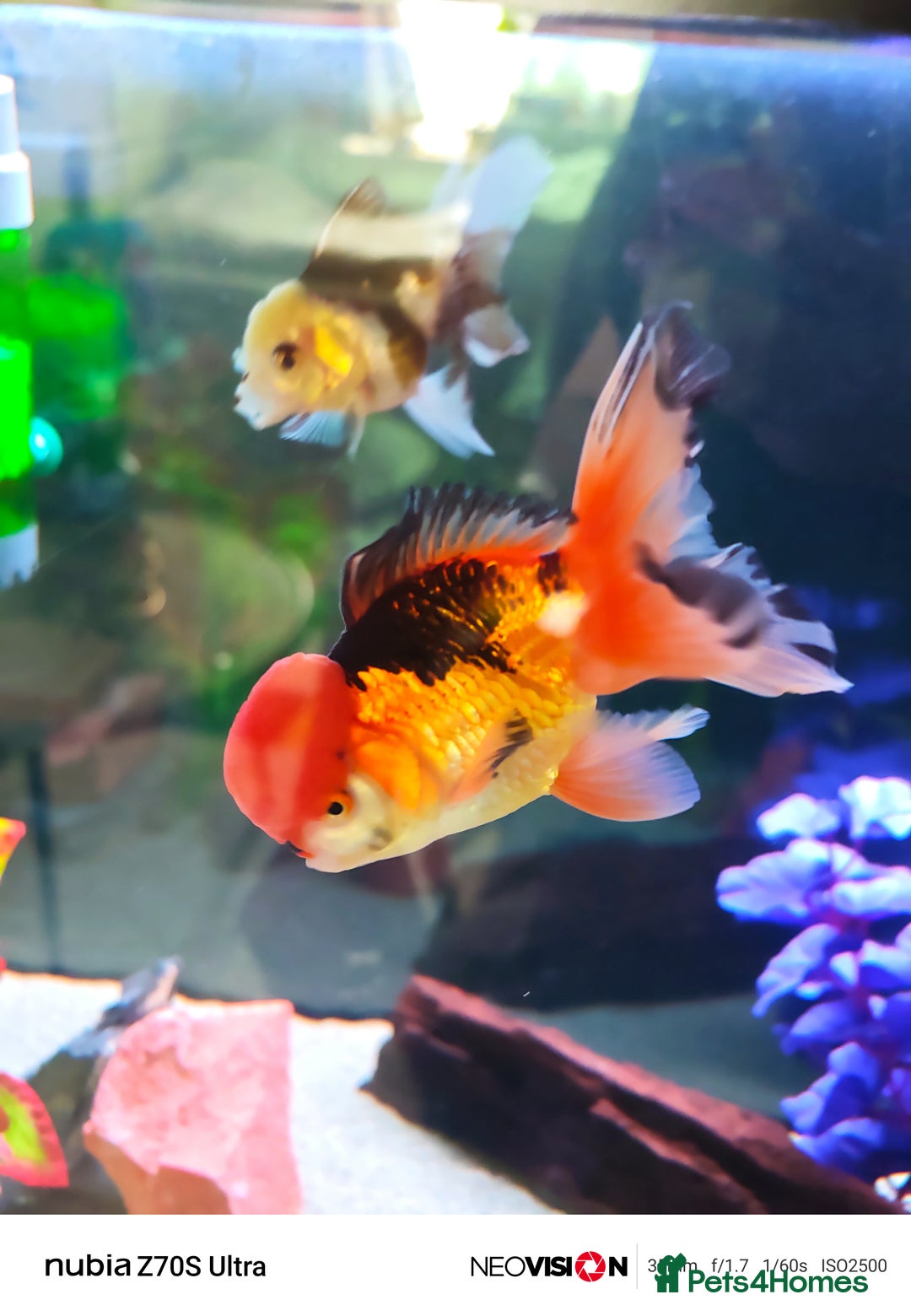 Fancy Goldfish fish for sale: Fancy gold fish orandas  - Image 3