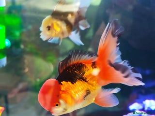 Fancy Goldfish fish - Advert 2