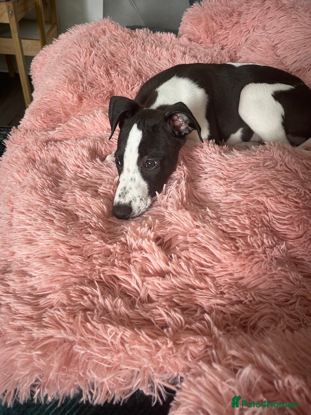 Whippet dogs for sale: KC Registered Whippet Puppies - Image 25