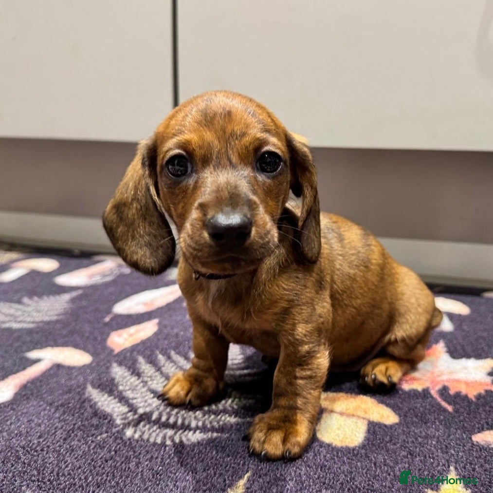 Miniature Dachshund dogs Ready to go next week!! Mini Dachshund Puppies 🐾  - Advert 1