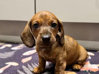 Miniature Dachshund dogs Ready to go next week!! Mini Dachshund Puppies 🐾 - Advert 1