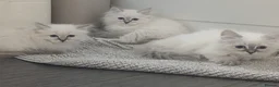 Siberian cats for sale: Pure Siberian Kittens - Advert 10