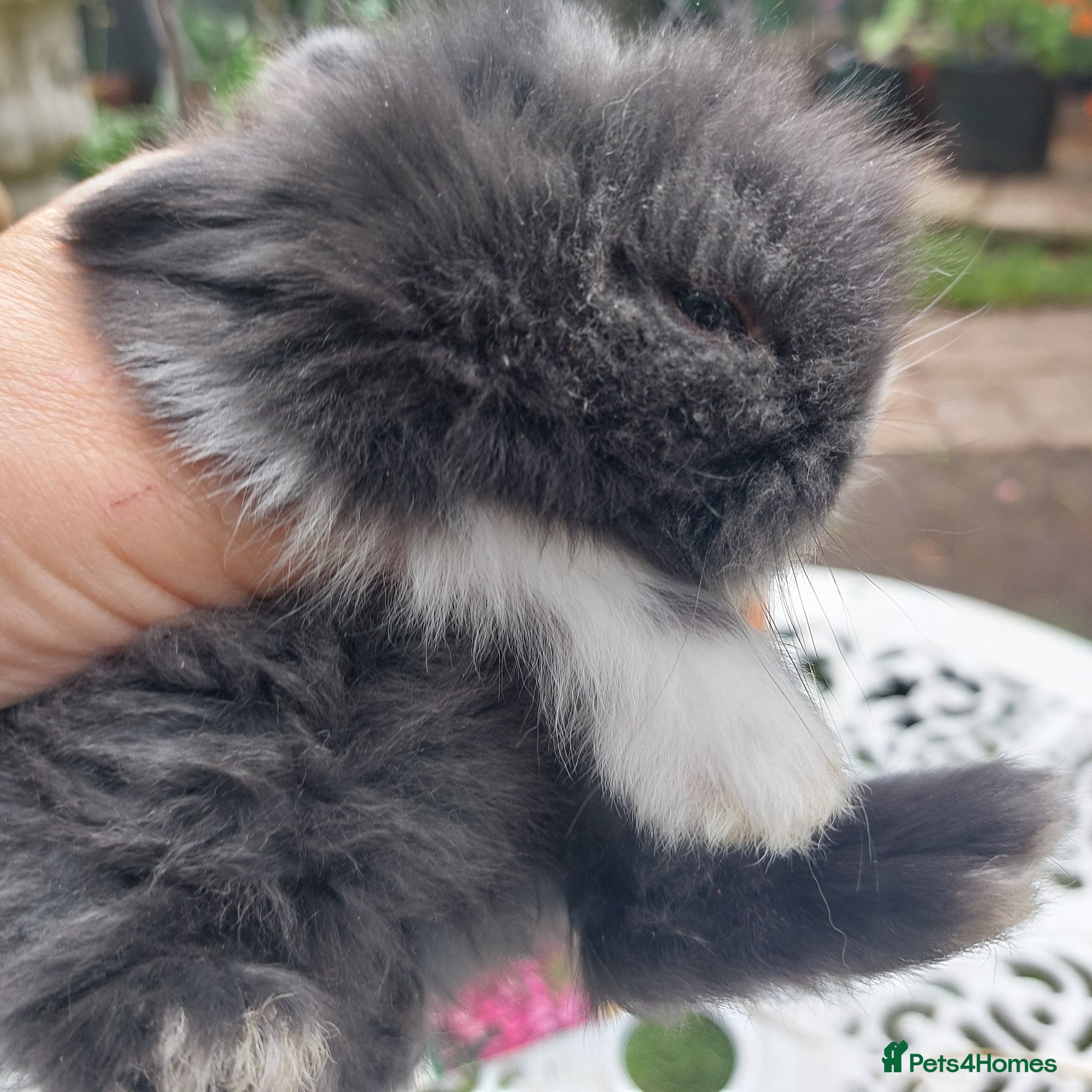 Angora rabbits TEDDYWIDDER BABIES  - Advert 2