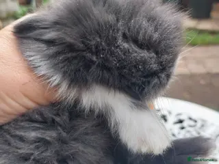 Angora rabbits TEDDYWIDDER BABIES - Advert 2
