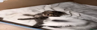 Fluffy Tabby Girl Kitten