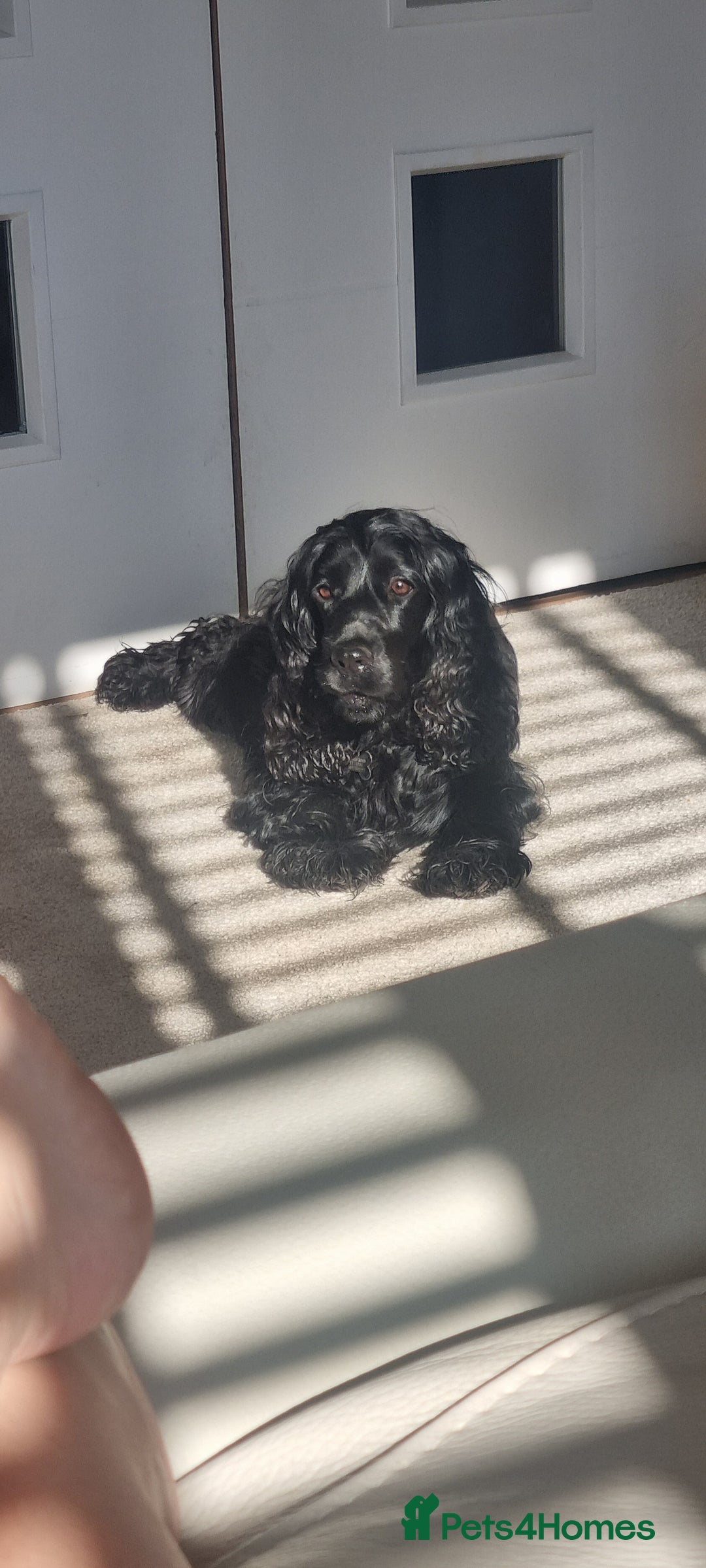 Cocker Spaniel dogs for sale: Gorgeous show type cocker spaniel puppies - Image 5