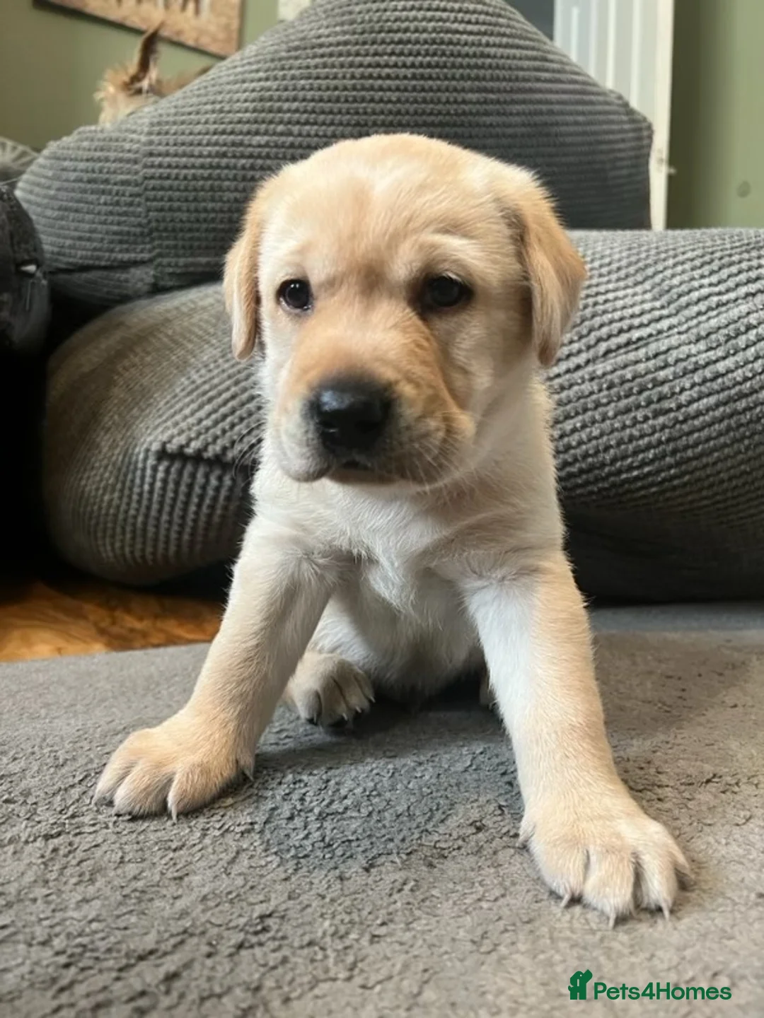 Labrador Retriever dogs for stud: KC Registered Yellow Labrador, Proven Stud  in Coalville - Advert 23