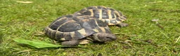 Tortoise reptiles for sale: Two hermans - Advert 6