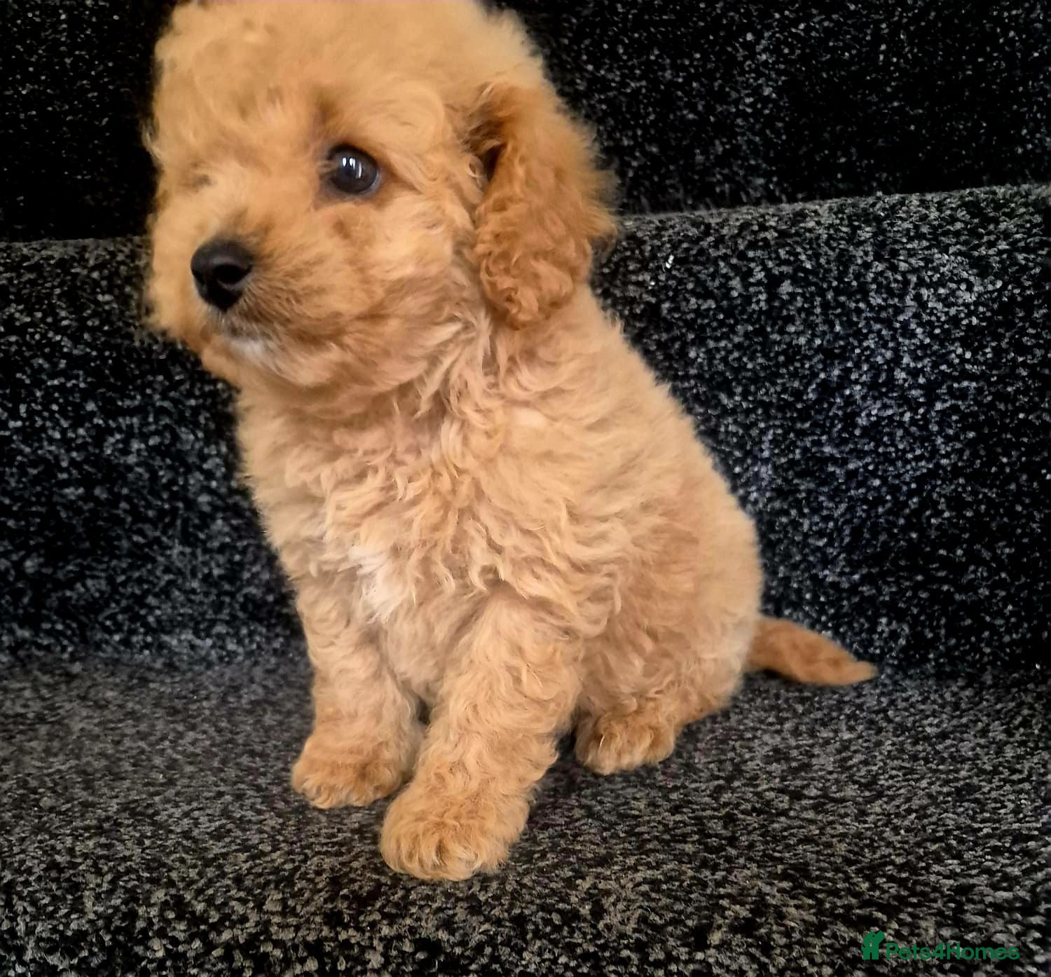 Toy Poodle dogs Toy poodle 🐩 kc registered mum and dad  - Advert 2