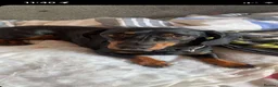 Dachshund dogs for sale: Adult Dachshund female  - Advert 2
